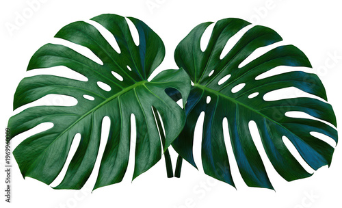 Lush Monstera Deliciosa Leaves on a Dark Background for Natural Decor, isolate on transparent background