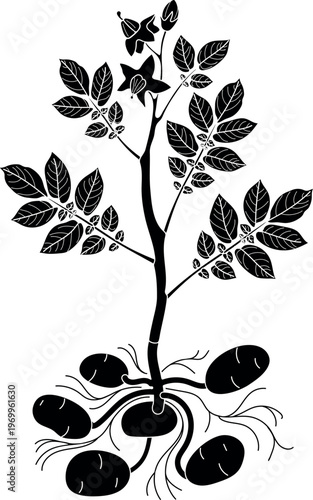 Black silhouette of potato plant (Solanum tuberosum) with tubers and flowers isolated on white background