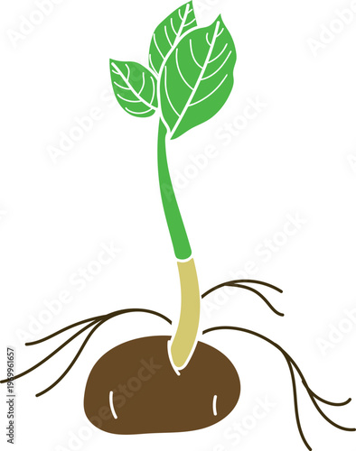 Educational botanical illustration: Sprouting potato tuber (Solanum tuberosum) with roots and leaves. Vegetative reproduction process