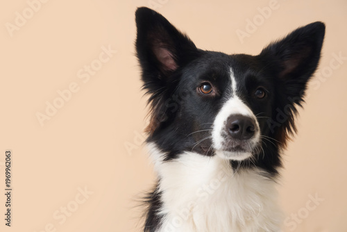 Portrait of cute Border Col...