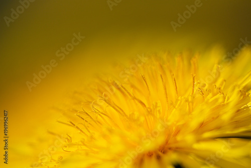 Le jaune du pissenlit 