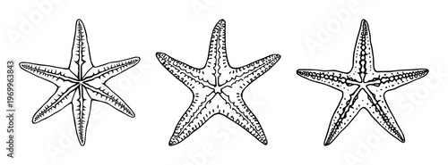 Starfish set with black line art illustration featuring sea star, echinoderm, marine organism with skeletal plate and biological patterns