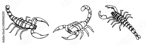 Scorpion set with a minimalist tail stinger illustration featuring arachnid, sting, poison with danger and wildlife