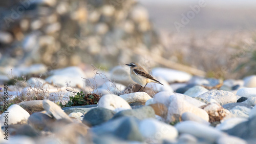 Foto Northern Wheatear (Oenanthe oenanthe) perched on a pebble beach in Cyprus
