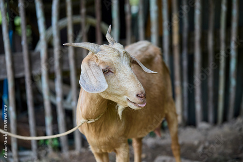 Light Brown Goat Standing in a Wooden Enclosure