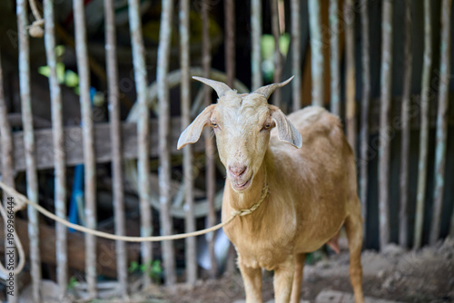 Goat with horns tied in a wooden pen