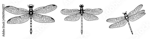Abstract dragonfly wing venation set with intricate network patterns featuring biological structures, delicate transparency, fine lines with entomological details and natural geometry