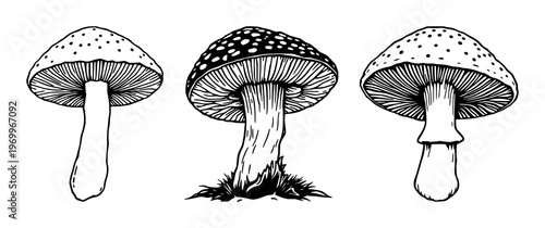 Morel mushroom set with detailed line art drawing featuring fungi, edible, gourmet with nature and food
