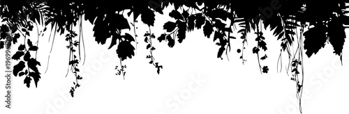Dark Silhouette of Lush Jungle Foliage Hanging Down