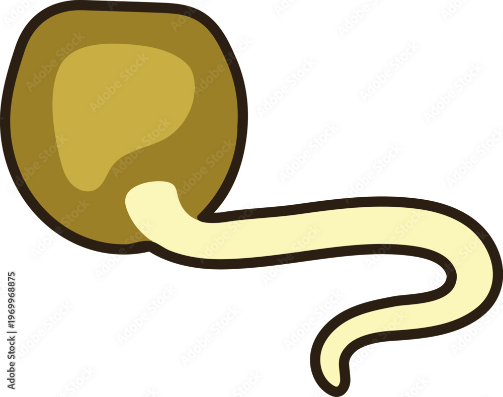 Fototapeta premium Colorful germinating seed with long root isolated on white background