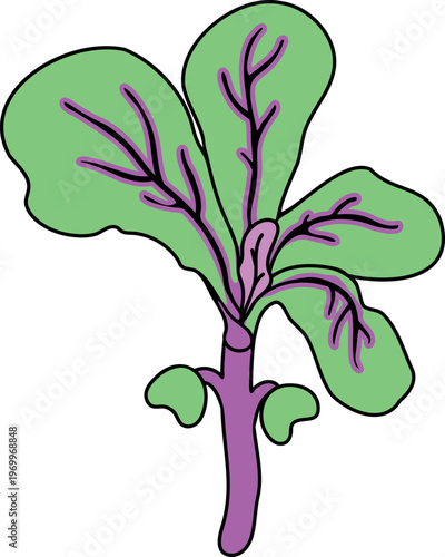 Colorful cabbage sprout seedling with purple stem, hand drawn botanical line art vector for gardening
