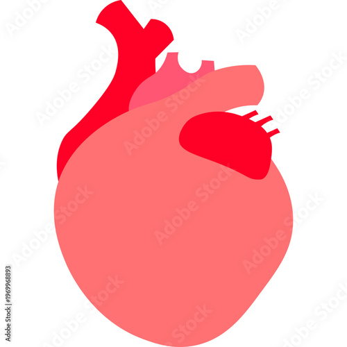 Human heart anatomy vector icon