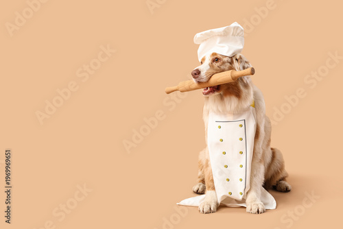 Cute Australian Shepherd do...