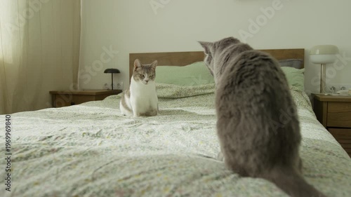 Two Cats Facing Each Other on Bed