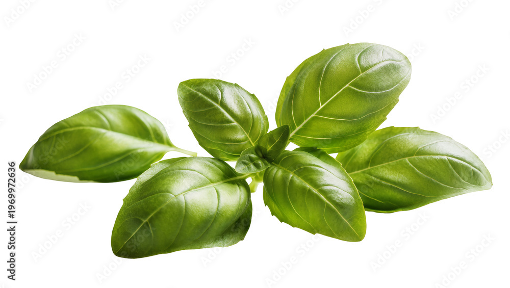 Fototapeta premium Vibrant fresh basil sprig, displaying glossy green leaves and delicate stems