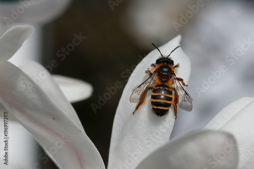 Macro shot of a Yellow-legged Mining Bee (Andrena flavipes) resting on a white star magnolia flower petal.