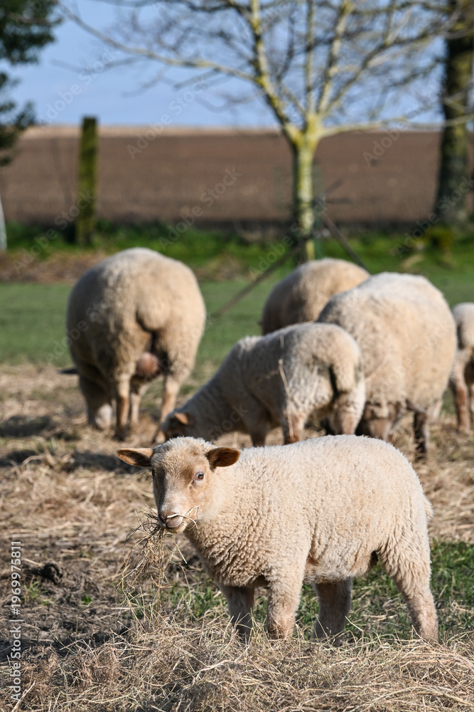 Fototapeta premium mouton elevage laine printemps foin