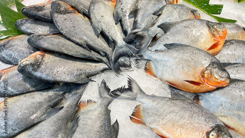 Fresh fishes displayed on ice in local supermarket for sale. 