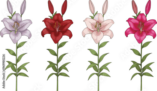 Lily flower vector set featuring purple red pink and magenta lilies with green stems isolated on white background for design.