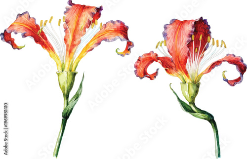 Watercolor Illustration of Two Vibrant Alstroemeria Flowers