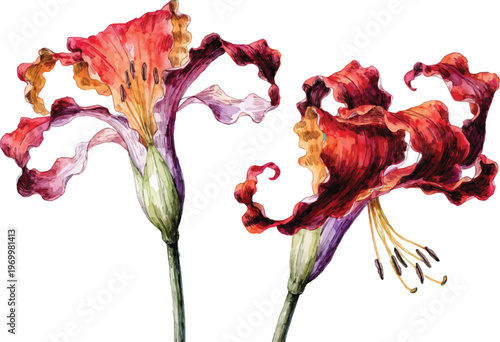 Watercolor Illustration of Two Vibrant Red Lily Flowers