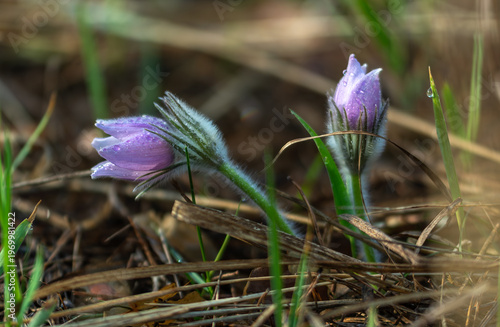 Foto An anemone has bloomed - one of the first spring flowers