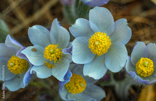 An anemone has bloomed - one of the first spring flowers. Dewdrops glisten on the flowers.