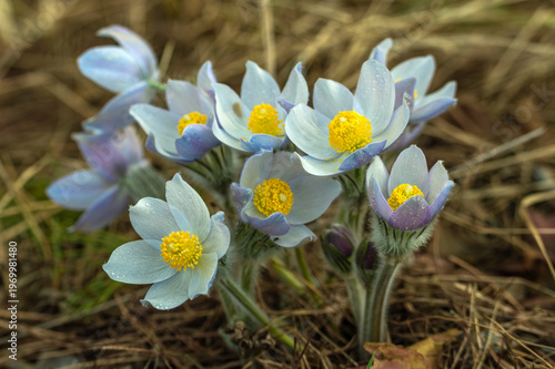 An anemone has bloomed - one of the first spring flowers. Dewdrops glisten on the flowers.