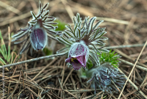 An anemone has bloomed - one of the first spring flowers. Dewdrops glisten on the flowers.