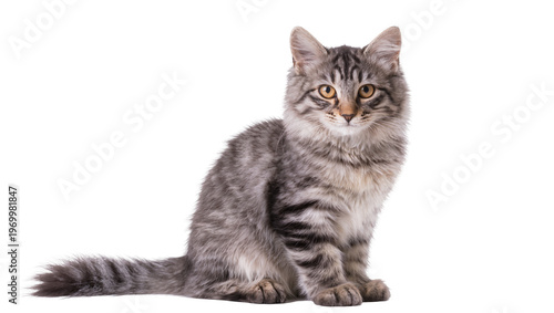 Photography Fluffy gray tabby kitten sitting attentively, gazing forward with amber eyes