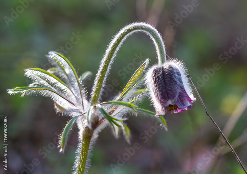An anemone has bloomed - one of the first spring flowers.
