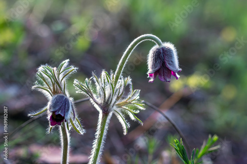 An anemone has bloomed - one of the first spring flowers.