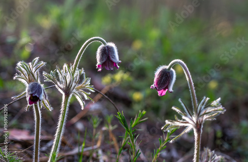 An anemone has bloomed - one of the first spring flowers.