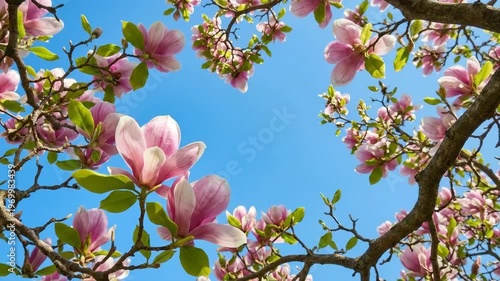 Pink magnolia flowers blooming on tree branch against blue sky. Spring season nature background. Cinematic close up of seasonal floral petals and fresh green leaves during sunny day in botanical