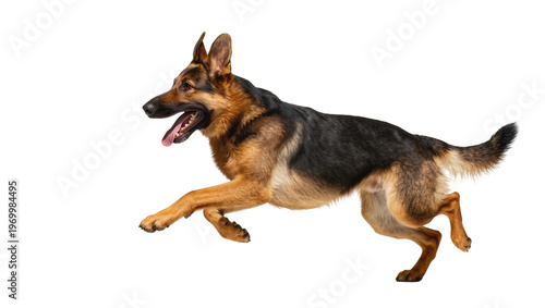 Foto Dynamic German Shepherd leaping forward displaying teeth fur, and intense focus