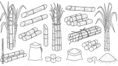 Botanical sketches showing the anatomy of sugarcane plants including stalks, leaves, bundles, and final sugar products like cubes and powder.