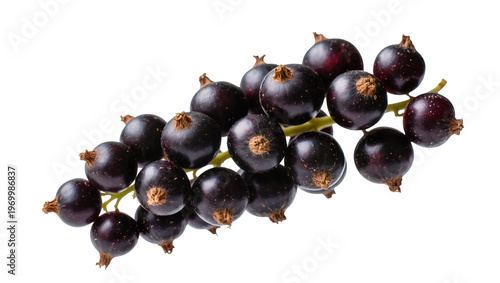 Photos Glossy blackcurrant berries clustered on a stem, displaying vibrant purple hues