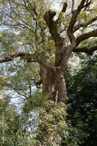 tree in the park