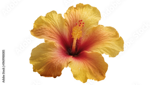 Vibrant yellow-red hibiscus flower displaying ruffled petals, prominent stamen