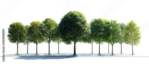 Panel kuchenny z motywem Trees Lined Up in Row silhouette vector illustration eps