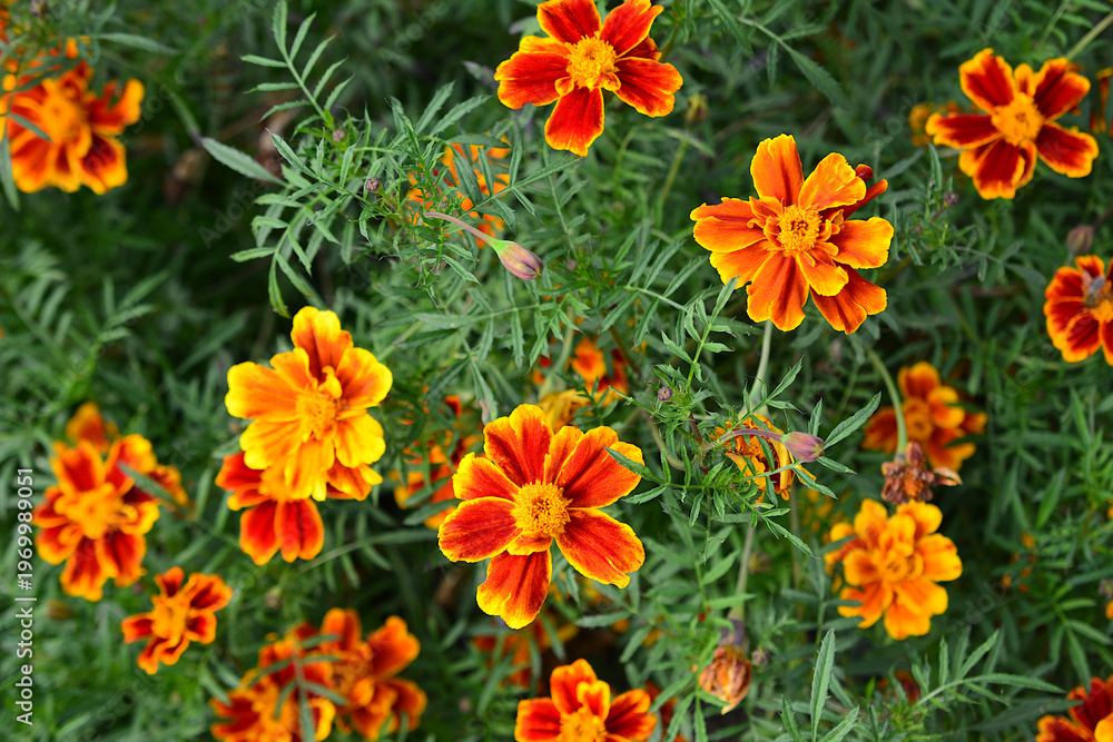 Fototapeta premium Vibrant Orange and Yellow Marigold Flowers Blooming in a Garden