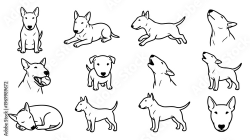 Bull Terrier dog collection: various poses, minimalist line art sketch, vector illustration, isolated.