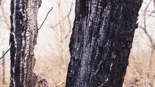 The burnt trunk of an old tree after a fire. Close-up of the aftermath of a forest fire.