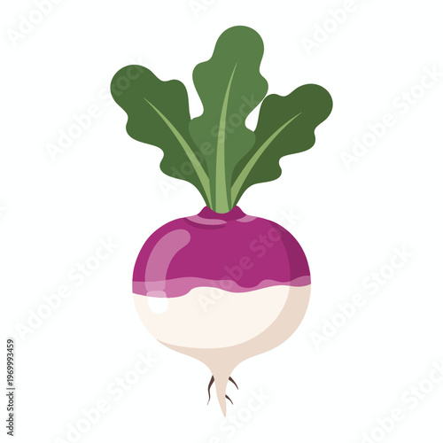 Flat vector illustration of a purple and white root vegetable with green leaves