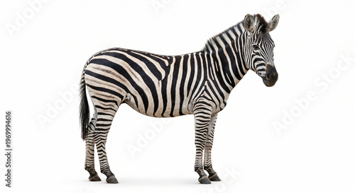 zebra on white background