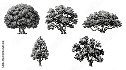 A collection of five detailed black and white illustrations of various trees, showcasing different shapes and foliage types.