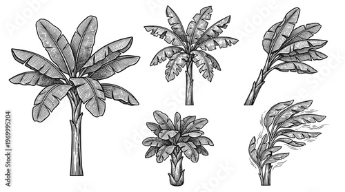 A collection of five detailed black and white illustrations of banana trees in various poses and stages of growth, showcasing their large leaves and sturdy trunks.