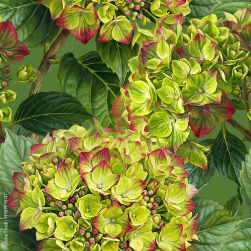 Seamless vector pattern with green-red hydrangea flowers isolated on a changeable background. Vintage painting style illustration.