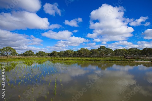 Wetland lake with reflections and wooden boardwalk in urban park Melbourne Australia