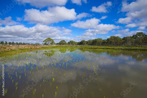 Natural wetland with water reflections and green reeds under blue sky in Melbourne Australia